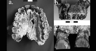 Tooth fossils show early humans were right-handers