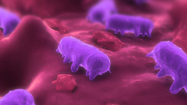 Homologation de Salmonelex comme auxiliaire technologique contre la salmonelle