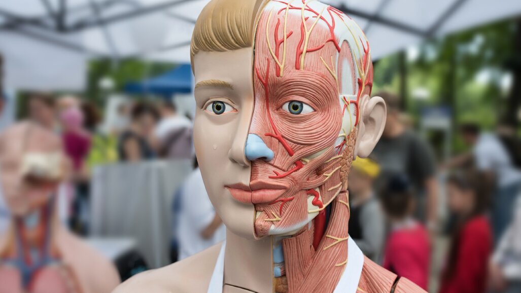Dissezione anatomica e chirurgia implantare