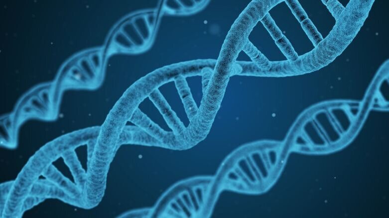 Genetic study suggests a causal link between dental caries and cardiovascular- metabolic factors