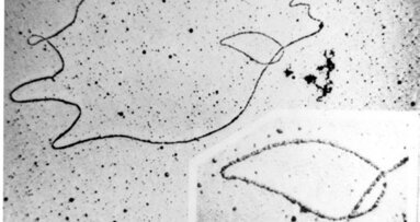 Chinezen ontdekken DNA-vaccin tegen cariës