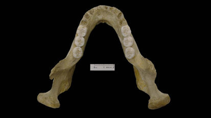 Fossil mandible points to complexity of Neanderthals’ origin