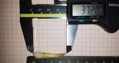 Najduži zub na svetu: Zub iz Ofenbaha dužine 37,2 mm