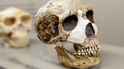 Researchers find traces of lead in 250,000-year-old Neanderthal teeth