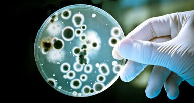 Gingivitisbacterie beïnvloedt het immuunsysteem