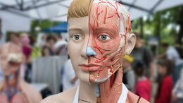 Dissezione anatomica e chirurgia implantare