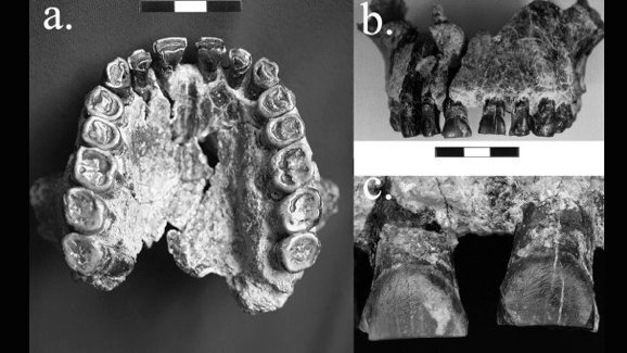 Fósseis dentários mostram que os primeiros seres humanos eram destros