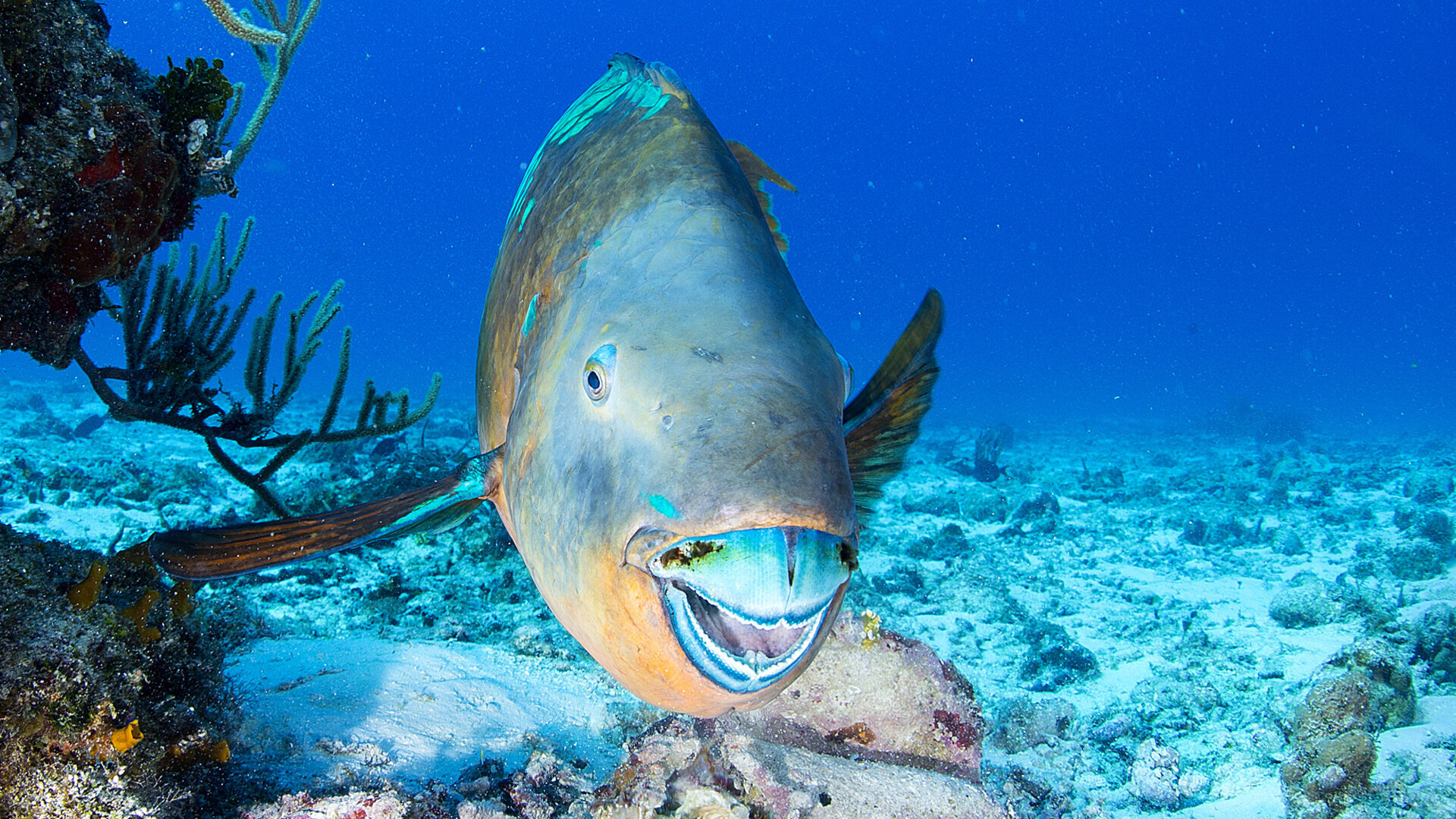 Parrotfish tooth research may ring in new era of biomaterial development