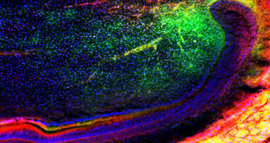 Scientists uncover gene that enhances tissue regeneration in tooth healing