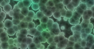 Study finds 20 to 30 percent of dental bib clips harbor bacteria