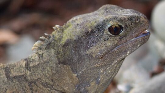 Comment un reptile de Nouvelle-Zélande peut-il nous parler de fausses dents ?