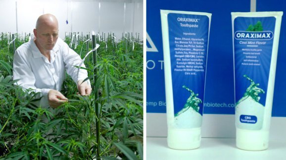 Novo creme dental com canabigerol será introduzido este ano