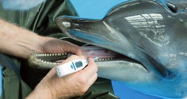 Une première mondiale chez le dauphin