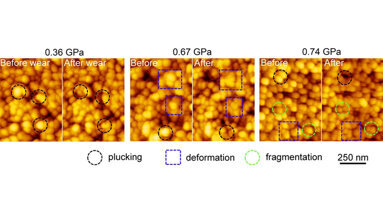 Researchers investigate how chewing affects teeth on the nanoscale