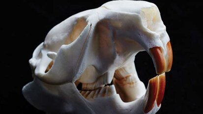 Beavers reveal way to toughen enamel