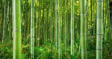 La metáfora del bambú japonés