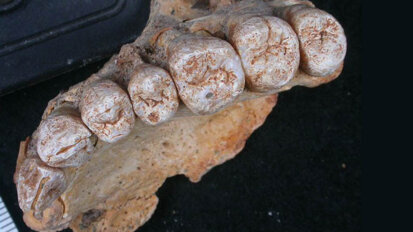Descoberta de mandíbula fossilizada reescreve datas de migração humana