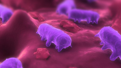 Approvazione della “Salmonelex” come coadiuvante contro la salmonella