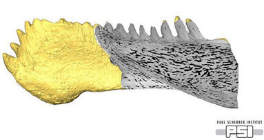 Der evolutionäre Ursprung unserer Zähne