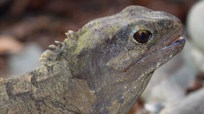 Comment un reptile de Nouvelle-Zélande peut-il nous parler de fausses dents ?