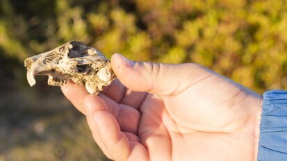 Ancient teeth shed light on Miocene rodent migration