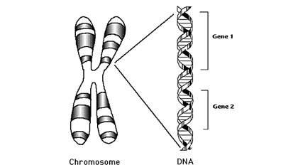 How cancer virus deploys body's gene defences
