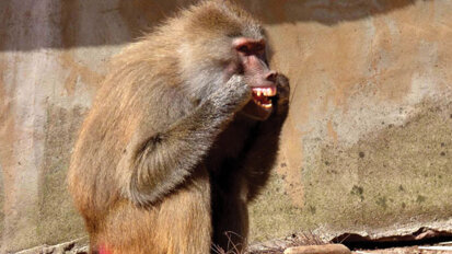 Zoo primate takes dental care seriously