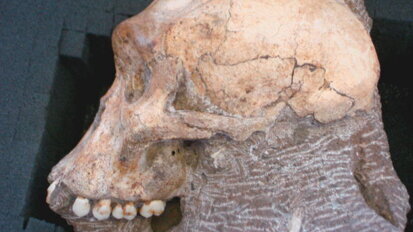 Exame dentário de fósseis identifica relação próxima a humanos