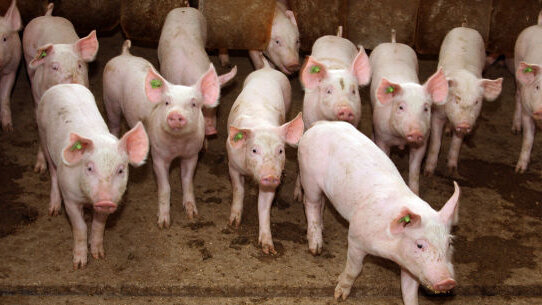 OSAP offers resources for dentists to help prevent spread of swine flu