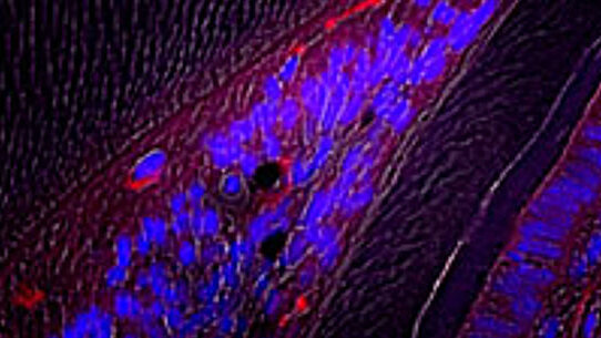 Blood vessel cells aid tissue repair in teeth