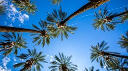 AAO Winter Conference 2021