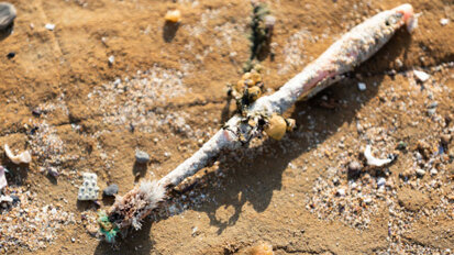 L'histoire des brosses à dents en plastique et comment elles polluent notre planète
