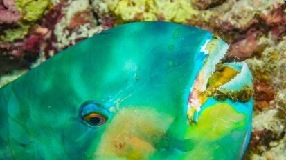 对于鹦哥鱼牙齿的研究或将开启生物材料研发的新思路