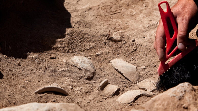 Ancient primary tooth found in France