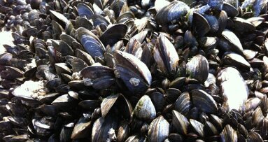 Mossel-geïnspireerde stof verbetert de binding van bestanddelen in tandvullingen