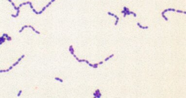 Rol van mondbacteriën bij endocarditis in kaart gebracht