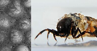 Insect glue could seal wounds in dental surgery