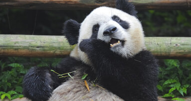 Scientists draw inspiration from giant panda teeth
