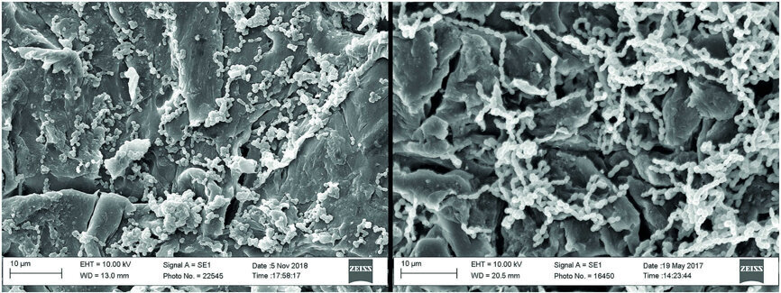 Fig 5 : Biofilm forme par Streptococcus oralis (gauche) et Streptococcus gordonii (droite) sur le polyetherethercetone (PEEK) sable à 48 heures. Certaines chaines bactériennes sont visibles dans les fissures et les anfractuosités. Trait représentant l’échelle = 10 μm