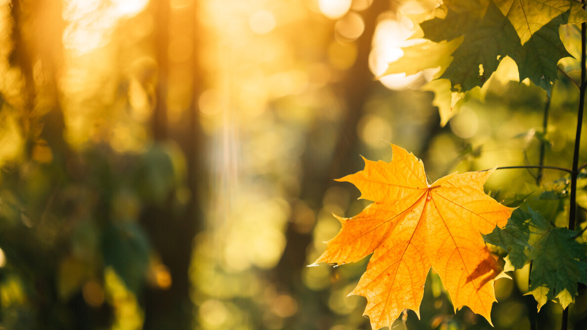 Sunshine vitamin D and COVID-19: Is there a correlation?