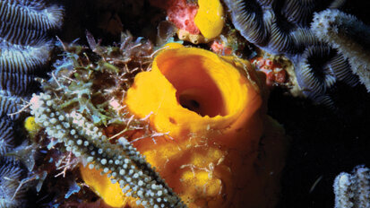 Researchers find clue that may get biofilm to leave teeth alone