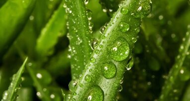 Aloe Vera als Karieshemmer bestätigt