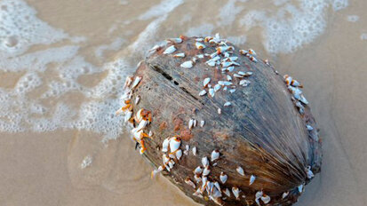 Ispirarsi alla natura per migliorare la biocompatibilità degli impianti