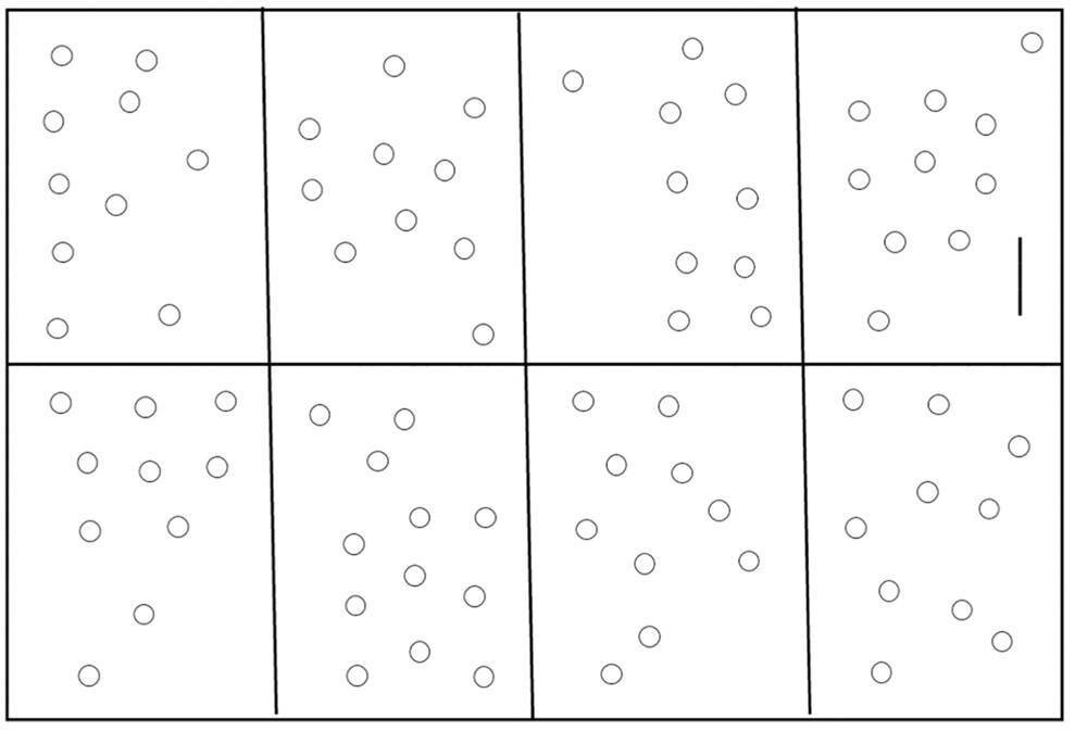 Fig. 3 - Scheda utilizzata durante i test di capacità fino-motorie.