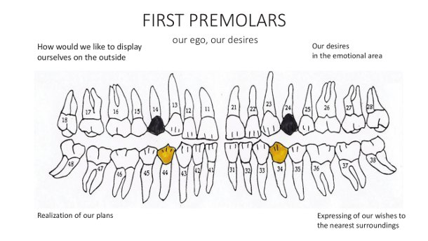 Una interpretación psicológica de los dientes - Segunda Parte