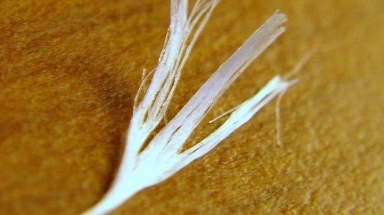 Bioinżynierowie „wynitkują” niepożądane gazy z odchodów zwierzęcych